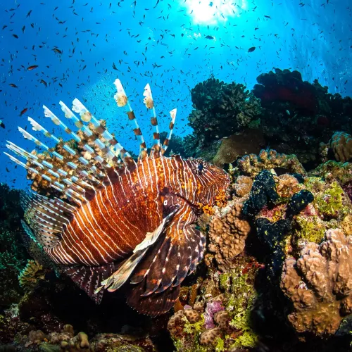 Croisière Best of Dahab - Tiran : l&amp;#039;intégrale du nord et merveilles du Sinai Visuel